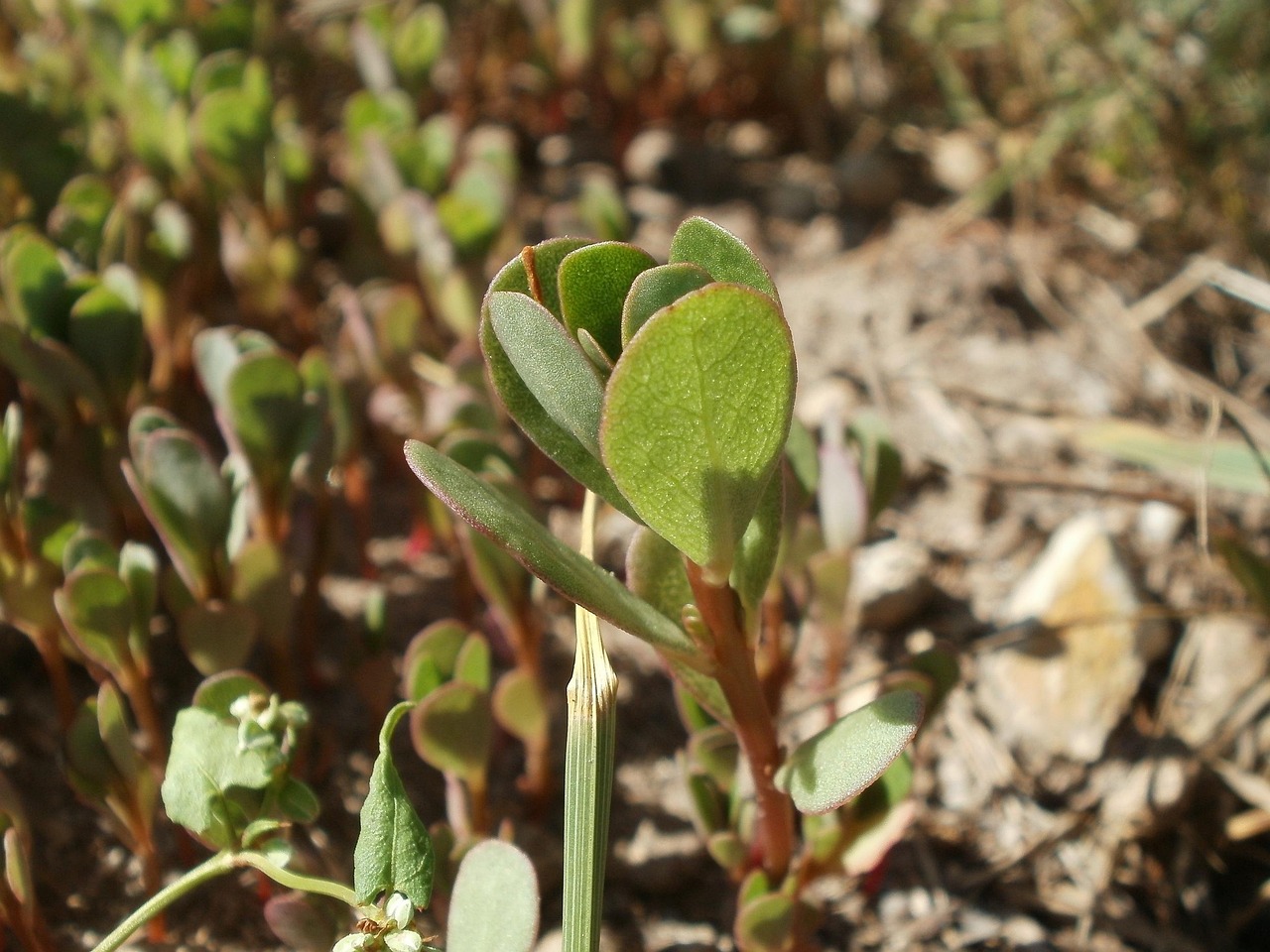 coltivare la portulaca