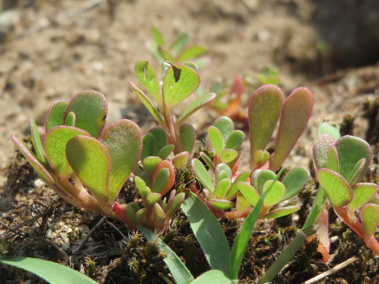 portulaca-superfood-proprietà